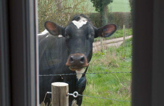 Bull Farm Studios - Foto 9