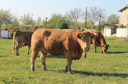 Photo 22 - Agroturismo La Casa Vieja