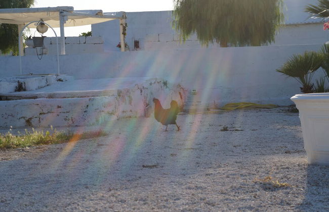 Masseria di Benedetto - Foto 46