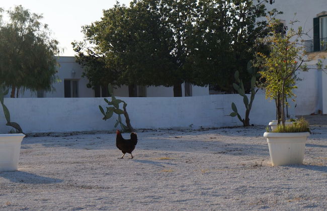 Masseria di Benedetto - Foto 47