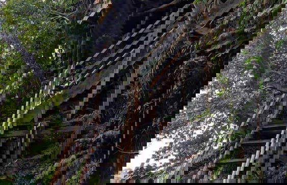 Castle Tree House - Photo 48