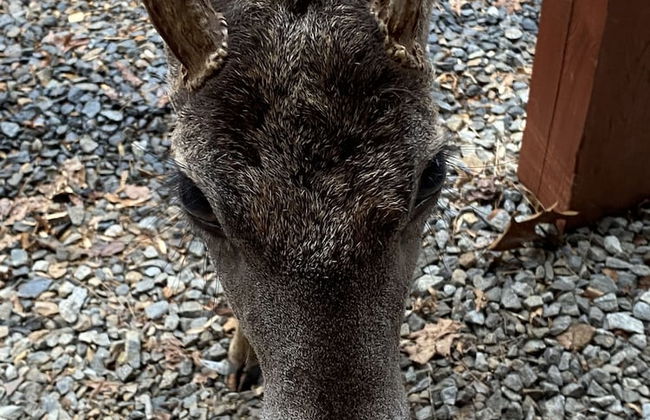 Deer Watch Retreat - Foto 37
