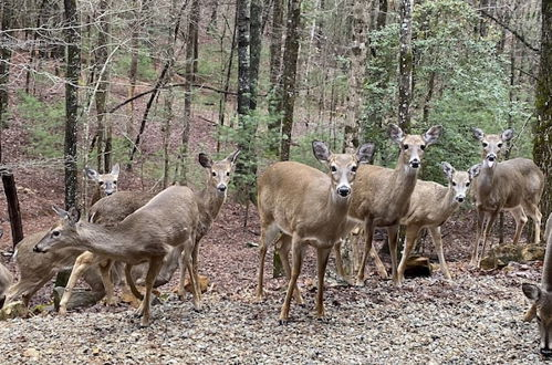 Photo 49 - Deer Watch Retreat