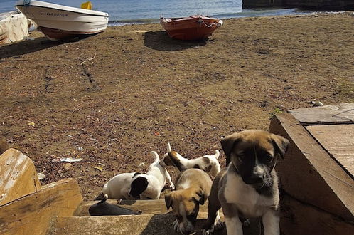 Photo 15 - Çeşmeönü Bungalov