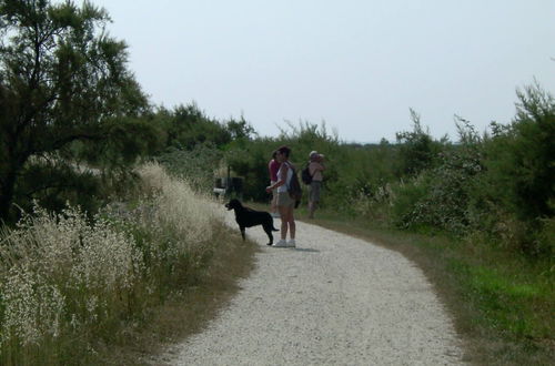 Photo 36 - Les Calicots Sanguinet