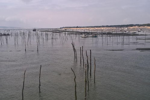 Foto 41 - Les Calicots Sanguinet