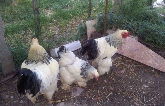 Agriturismo Le Giare - Country House - Foto 22