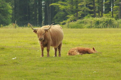 Photo 15 - Beautiful Peaceful Property Great for Wildlife