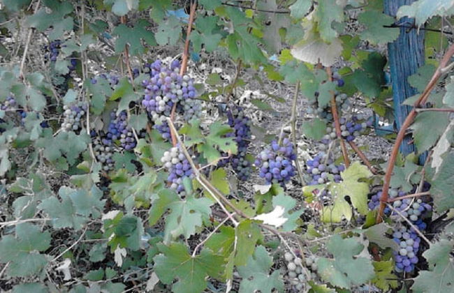 Agriturismo Prada - Foto 37