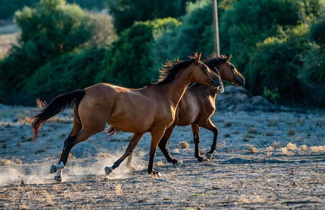 Agriturismo Carrucana - Foto 13