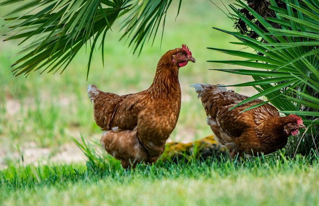 Agriturismo Carrucana - Foto 12