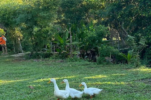 Photo 64 - HangTueng Farmstay Chiang Mai