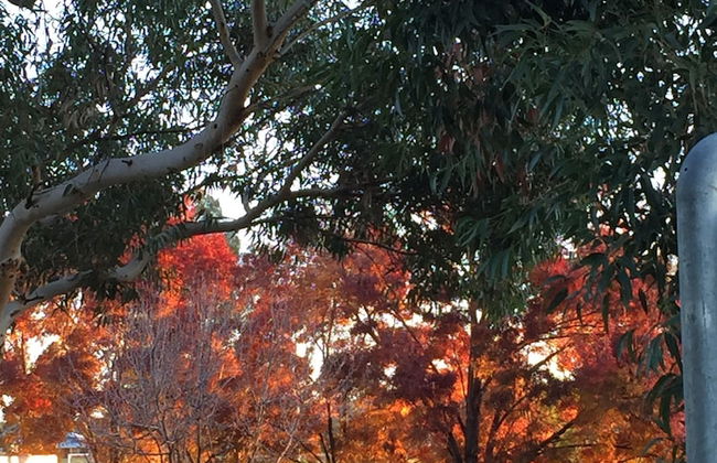 Junee Tourist Park - Foto 68