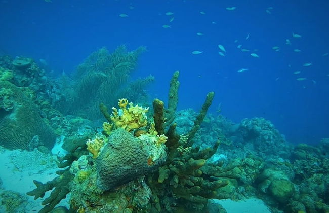 Bloozz resort Bonaire - Photo 77