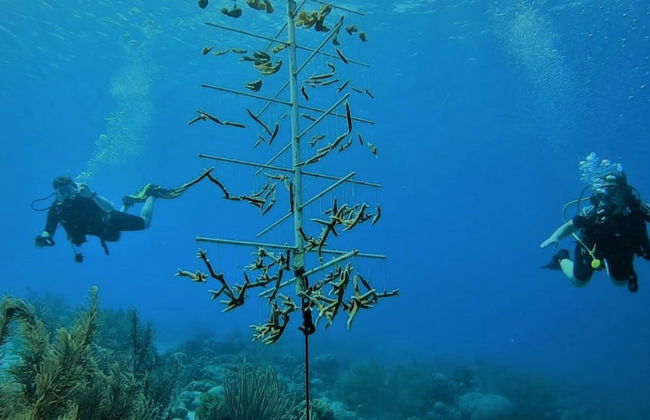 Bloozz resort Bonaire - Photo 76