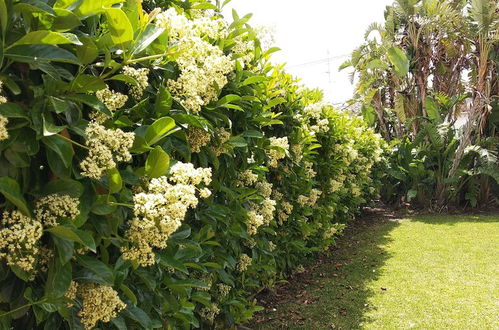 Photo 17 - House With Garden Near the sea