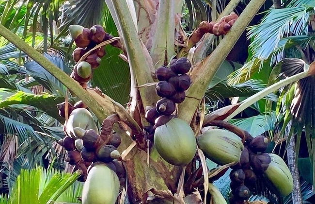 Creole Breeze Self Catering Apartments - Foto 33