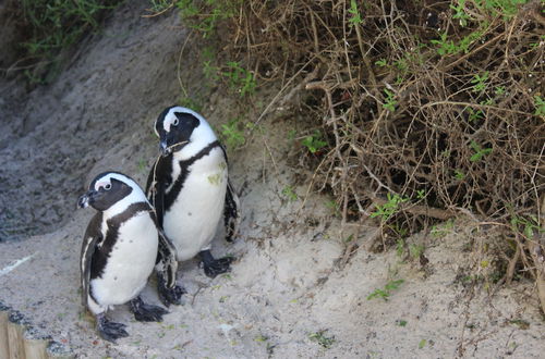 Foto 9 - Boulders Beach House