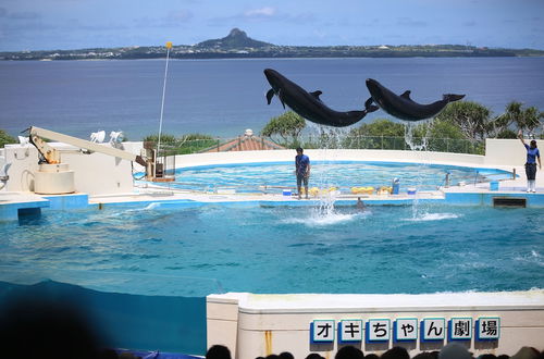 Photo 21 - Little Island Okinawa Nago