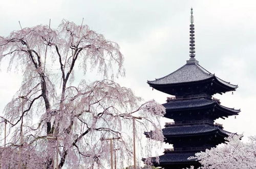 Photo 26 - HANABI Kyoto