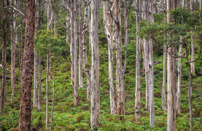 Bussells Bushland Cottages - Foto 42