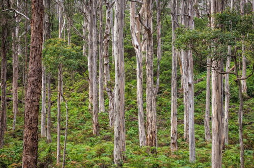 Photo 42 - Bussells Bushland Cottages