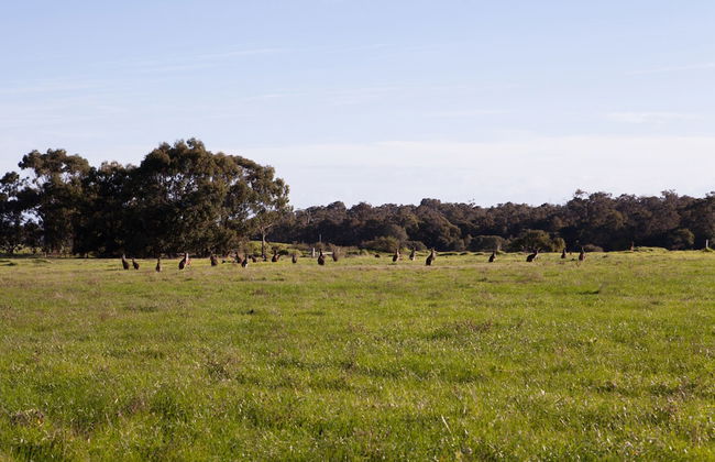 Bussells Bushland Cottages - Foto 25