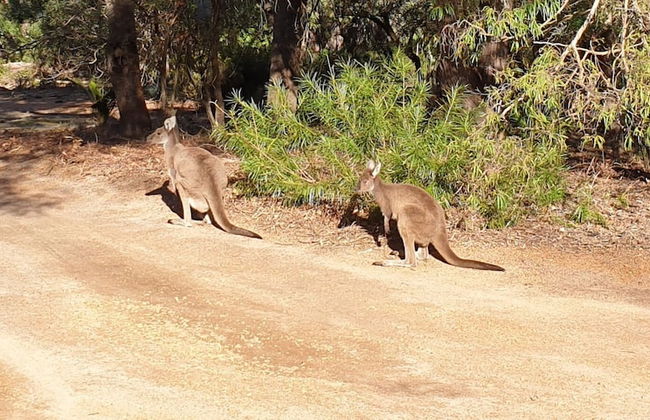 Bussells Bushland Cottages - Foto 30