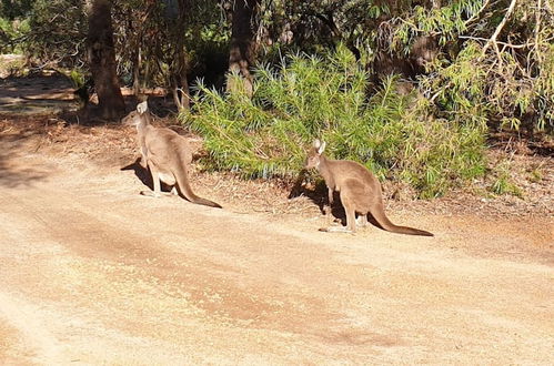 Photo 30 - Bussells Bushland Cottages