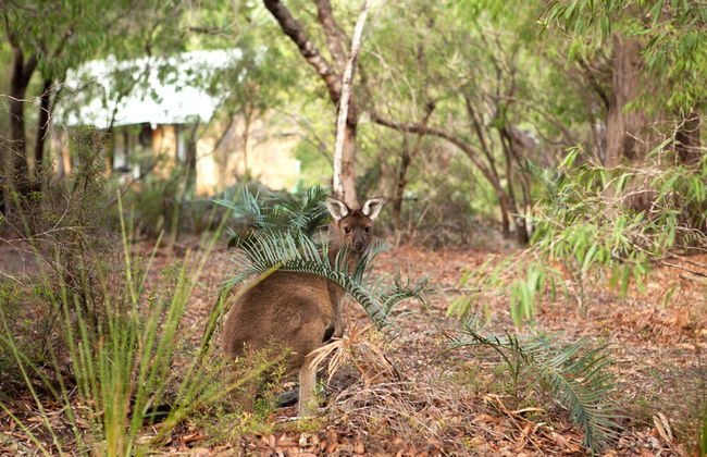 Bussells Bushland Cottages - Foto 22