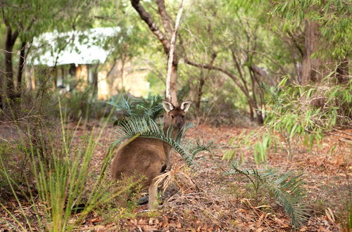 Photo 22 - Bussells Bushland Cottages