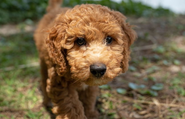 Tiona Palms Holiday Park - Foto 66