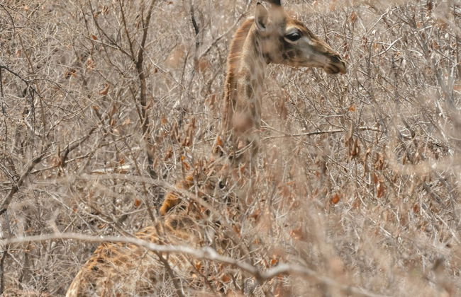 Buccara Waterberg - Molapo - Foto 73