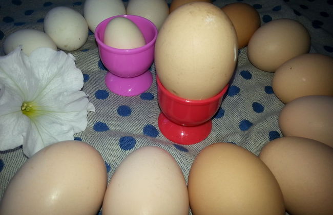 Nutkin Lodge - Foto 66