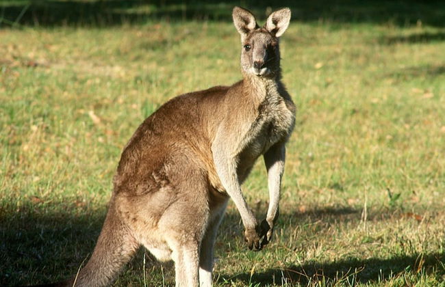 Nutkin Lodge - Foto 73