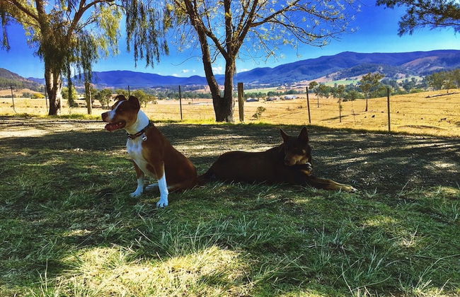 Dam It Getaway- Homestead - Foto 13