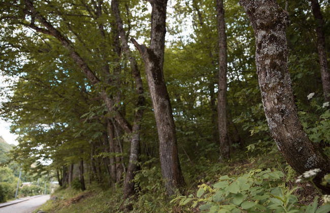 Apricot Aghveran Resort - Foto 73