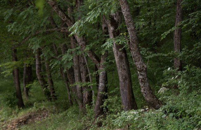 Apricot Aghveran Resort - Foto 75