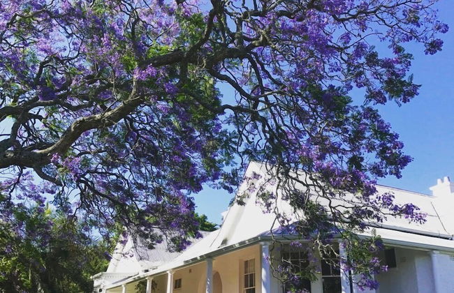Mimosa - Foto 13