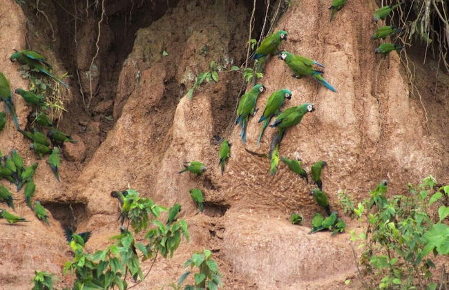 Tronco Tambopata Adventure - Foto 30