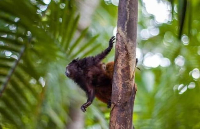 Tronco Tambopata Adventure - Foto 46