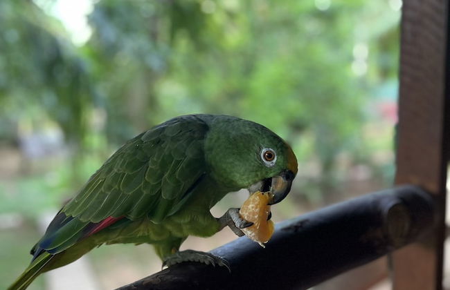 Tronco Tambopata Adventure - Foto 29