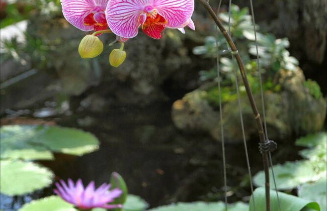 Green Areca villa - Foto 36