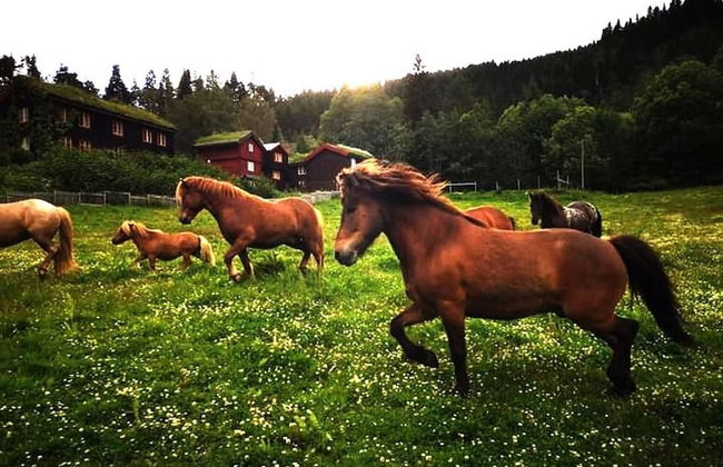Cozy Cabin Retreat in Scenic Valley, E6 South of Trondheim - Photo 30