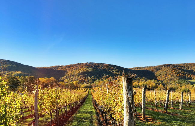 Afton Mountain Vineyards - Photo 17