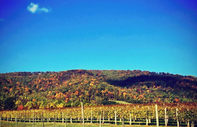 Afton Mountain Vineyards - Photo 18