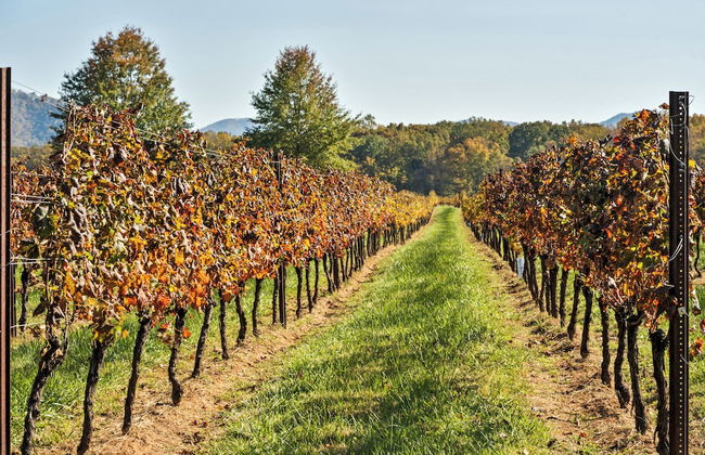 Afton Mountain Vineyards - Photo 15