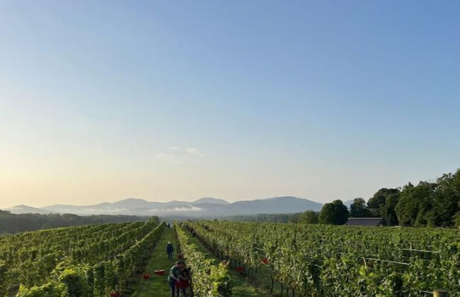 Afton Mountain Vineyards - Photo 16