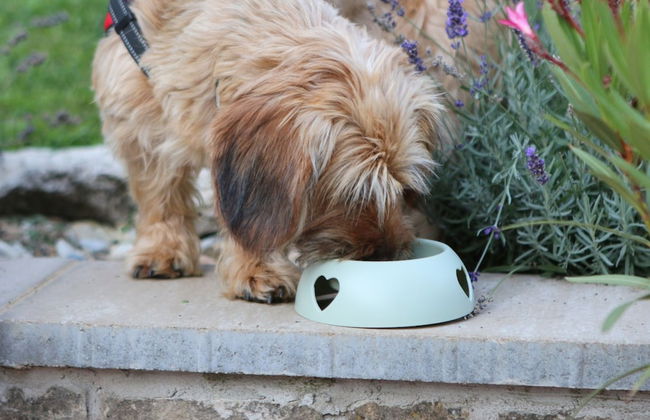 The Bird of Happiness-heaven for Dogs - Photo 15