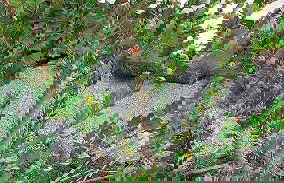 Cabañas ecológicas - Foto 49